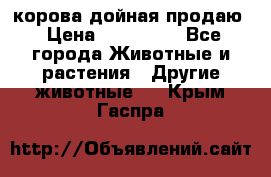 корова дойная продаю › Цена ­ 100 000 - Все города Животные и растения » Другие животные   . Крым,Гаспра